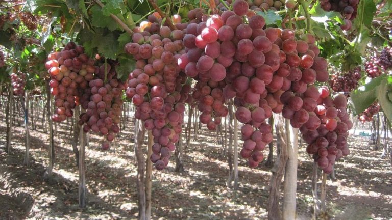 Camposol, Beta y Danper podrán hacer enviós de uva de mesa a Japón