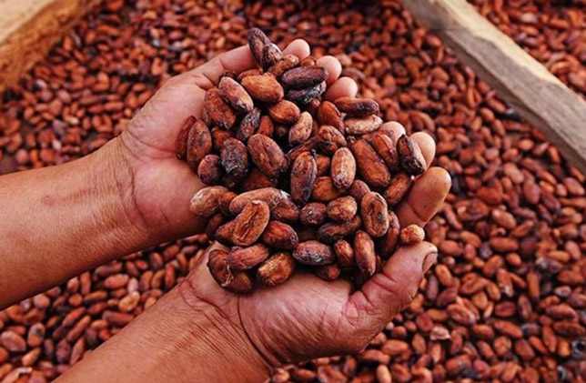 Exportaciones peruanas de cacao crecieron 48% en volumen y 170% en valor en junio de 2024
